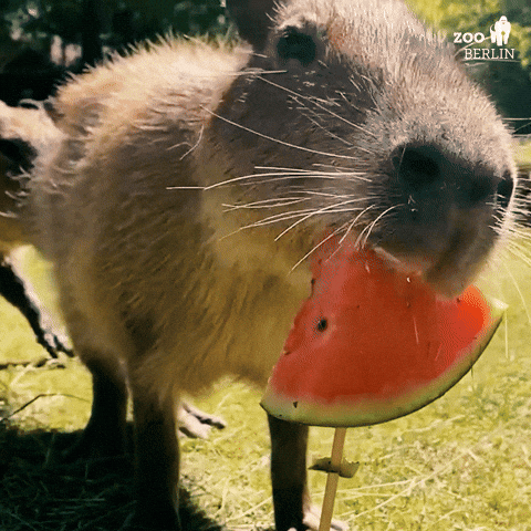 Cute Capybara 🐾